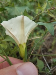 Calystegia occidentalis occidentalis