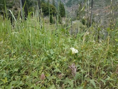 Calystegia occidentalis occidentalis