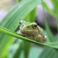 Hyla japonica