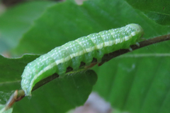 Lithophane antennata