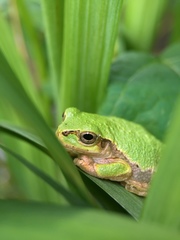 Hyla japonica