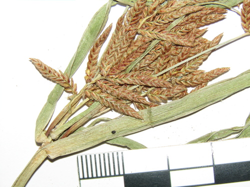 Cyperus serotinus iNat (2)