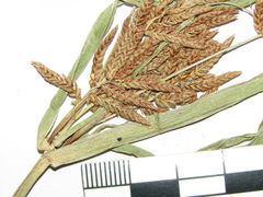 Late Sedge (Cyperus serotinus)