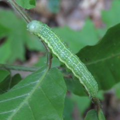 Lithophane antennata