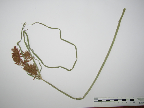 Cyperus serotinus, photograph 3