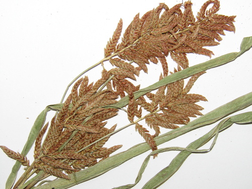 Cyperus serotinus, photograph 4