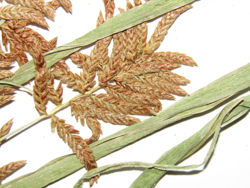 Cyperus serotinus