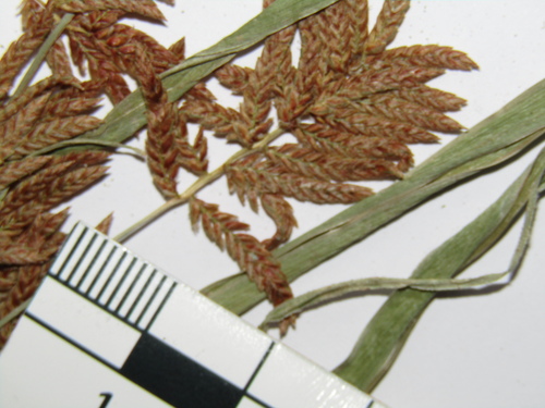 Cyperus serotinus, photograph 2