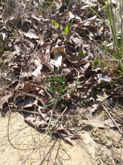 Symphyotrichum depauperatum