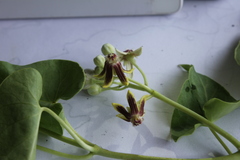 Cynanchum montevidense