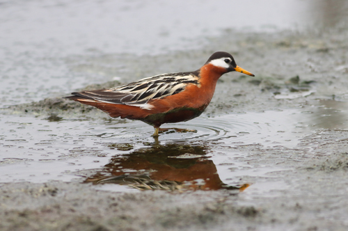 Falaropo picogrueso (Phalaropus fulicarius)