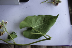 Cynanchum montevidense