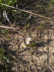 Symphyotrichum depauperatum