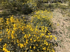 Encelia farinosa