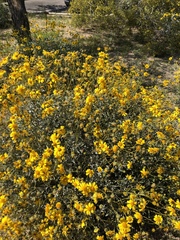Encelia farinosa