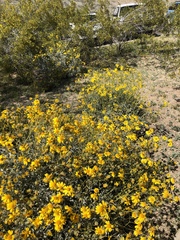 Encelia farinosa