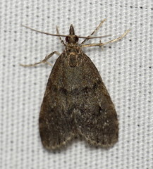 Scoparia penumbralis