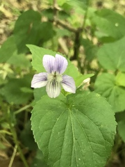 Rostratae