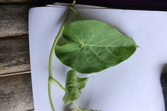 Cynanchum montevidense