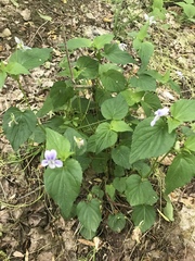Rostratae