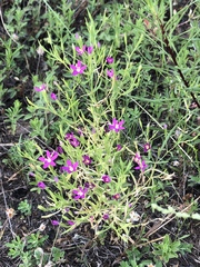 Zeltnera beyrichii