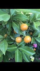 Pereskia