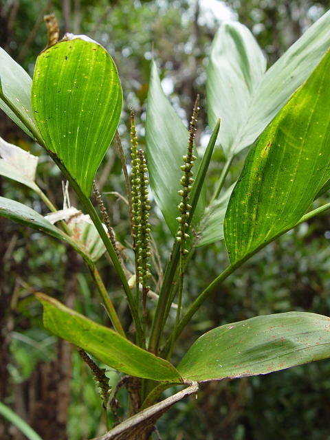 Linospadix
