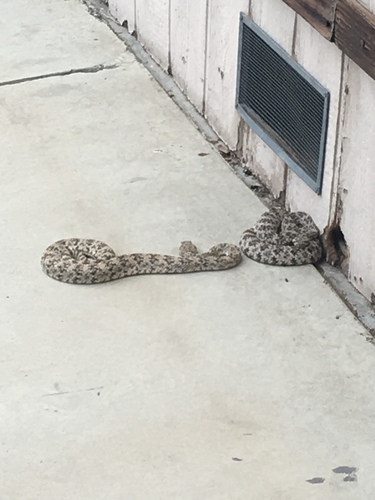 iNaturalist observation photo of Southwestern Speckled Rattlesnake