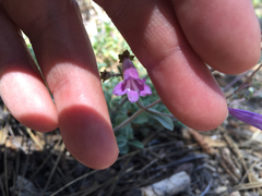 Penstemon caesius
