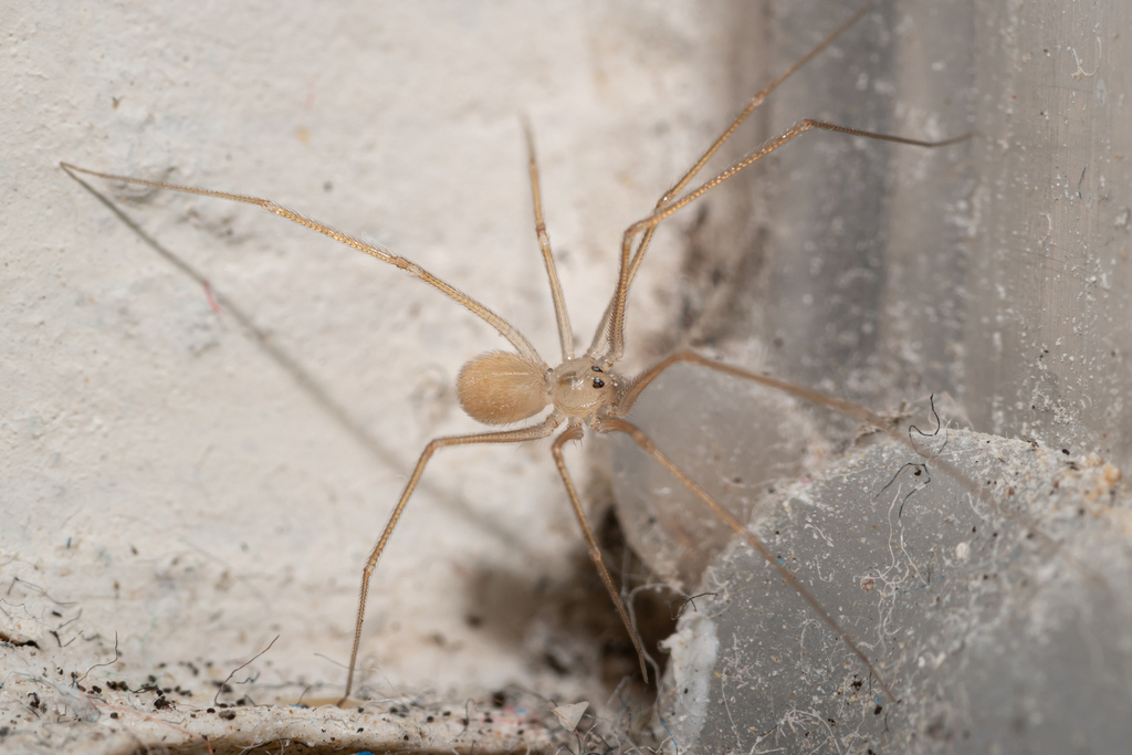shortbodied cellar spider