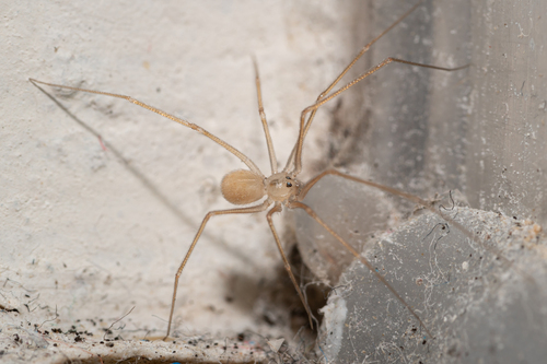 Spermophora senoculata (Dugès, 1836)
