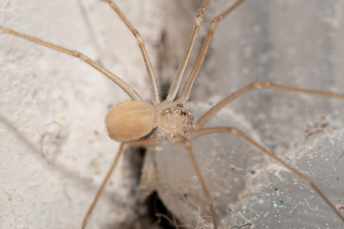 shortbodied cellar spider