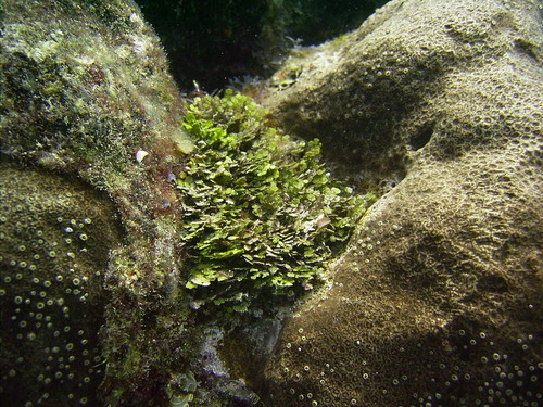 Image of Halimeda opuntia by (c) Christine Loew, some rights reserved (CC BY)