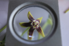 Cynanchum montevidense