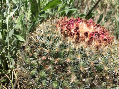 Mountain Ball Cactus