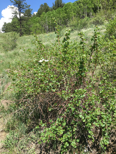 Rocky Mountain raspberry