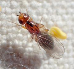 Psila