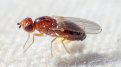 Psila
