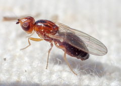 Psila