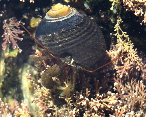 Blueband Hermit Crab, photo 7 of 8