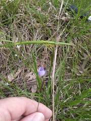 Sisyrinchium mucronatum