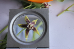 Cynanchum montevidense