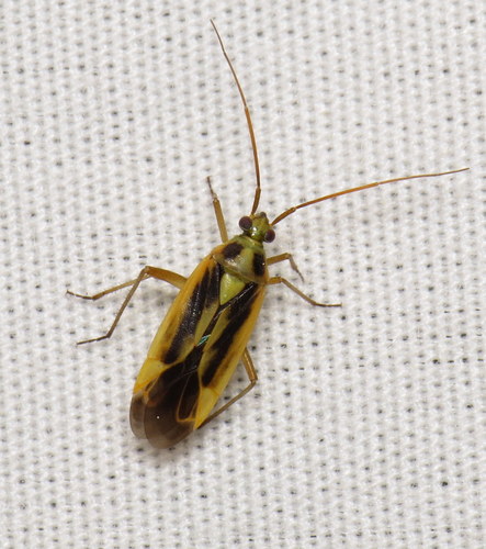 Two-spotted Grass Bug photo 5