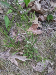 Symphyotrichum depauperatum