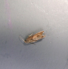 Dichrorampha acuminatana