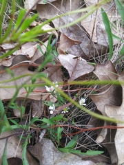 Symphyotrichum depauperatum