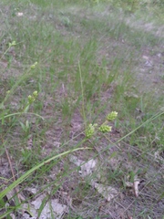 Carex hirsutella