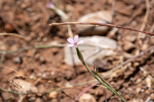 Three-spotted Pink (Dianthus tripunctatus)