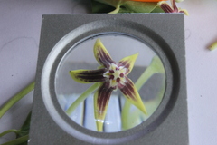 Cynanchum montevidense