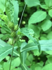 Carex alata